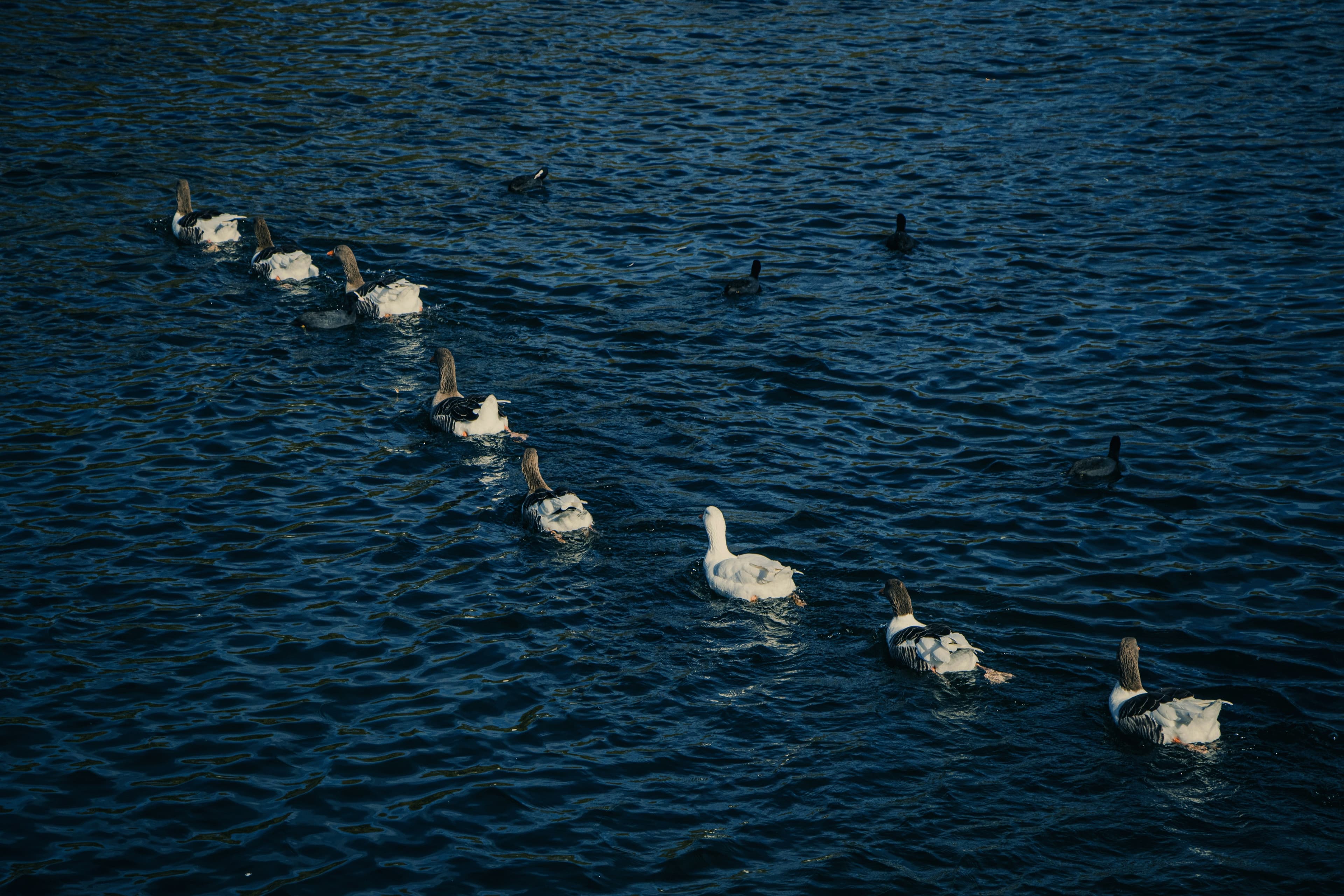 Introducing the Round-Robin Booking Queue: Fair Date-Picking for Co-Owners